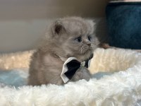British longhair kedimiz