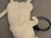 Ücretsiz sahiplendirme british shorthair kedimiz