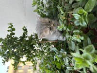 British Shorthair 1.5 Ay