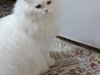 Yavru kedilerimiz