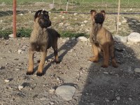 1 dişi ve 1 erkek Belçika kurdu aşıları yapıldı