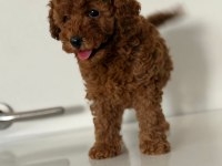 ANNE ALTINDAN TOY POODLE DA KAMPANYA