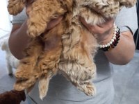 Yavru Toy Poodle