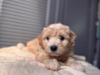Küçük maltipoo bebeğim