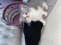 British longhair/ British shorthair