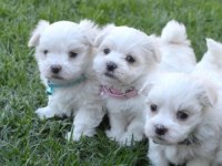 Maltese Terrier Adrese Teslim, Kapıda Ödeme Yapabilirsiniz