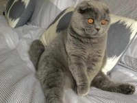 SCOTTİSH VE BRİTİSH KEDİLERİM