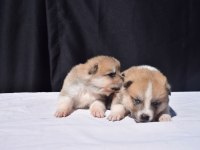 Japon akita yavrular