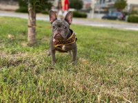 Damızlık yetişkin dişi french bulldog