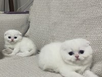 Scottish fold ve british yavrularımız