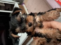 Uysal yorkshire terrier eğitime başladık