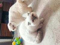 Scottish Fold 1 Yaşında dişi Blue Point
