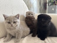 Scottish fold kardeşler