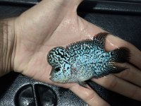 Hobici dostu flowerhorn balıklar
