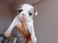 Fransız bulldog bebekler