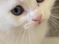 Scottish fold yavru kırık kulak