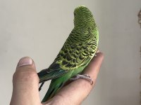 BEBEK MUHABBET KUŞU YENİ YEME DÜŞMÜŞTÜR