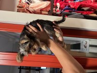 Yorkshire terrier