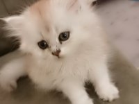 Zümrüt gözlü british longhair dişi