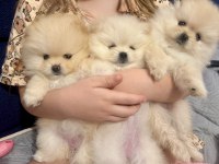 Boo surat mikro pomeranian