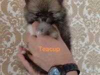 Pomeranian boo teacup yavrular