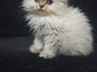 British Longhair 2 Aylık Kedimiz