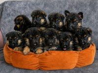 Safkan şecereli aman çoban köpeği