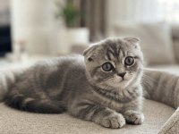 Silver Tabby Scottish Fold Dişi