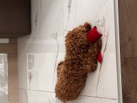 8 Aylık Oğlumuz Coco İçin Ev Arıyoruz