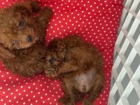 Sağlık garantili toy poodle bebekler
