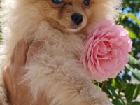 MİKRO TEACUP SARIŞIN GÜZELİ POMERANİAN BOO