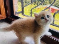 Saf Kan Golden British Shorthair Yavrular (Wcf kayıtlı)
