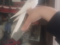 45 günlük albino sultan papağanı yavrular