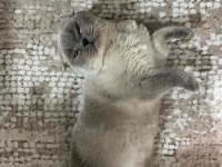 Erkek british shorthair kedisi
