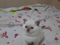 British Shorthair Blue Point Yavrular