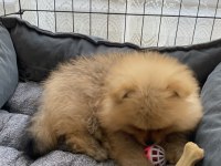 Pomeranian boo