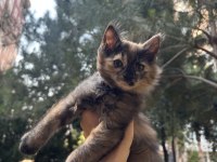 2 aylık pofuduk tüylü dişi kedimiz