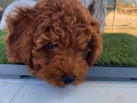Aşılı poodle köpeğimiz