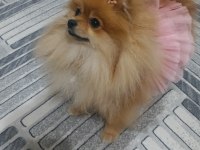Pomeranian boo tatlı köpüşler