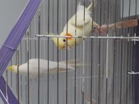 Safkan kırmızı göz lutino albino sultan papağanı