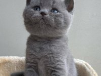 Bicolour ve british shorthair bebeklerimiz teslime hazır