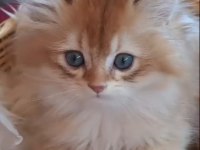 British longhair golden