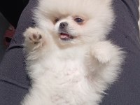 Safkan A Kalite Teacup Erkek Pomeranian Yavrum