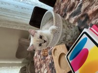 British shorthair yavru kedimize yuva arıyoruz