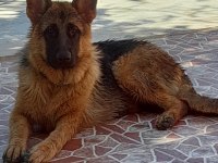 7 aylık ve yetişkin secereli Alman çoban köpeklerimiz