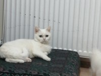 SAHİBİNDEN ÜCRETSİZ KEDİMİZ