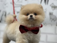 Teddy bear pomeranian boo efsane