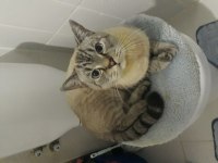 British shorthair ev kedisi