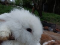 Safkan Hollanda lop tavşan yavruları