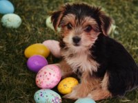 2 aylık dişi yorkshire terrier